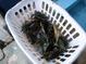 Basket full of crabs. Fresh catch for seafood enthusiasts at 109 Carmelina St, Ruskin, FL 33570