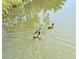 Image of the pond with ducks at 1655 S Highland Ave # I286, Clearwater, FL 33756