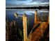 Evening dock view showing calm water reflecting city lights at 10216 Seminole Island Dr, Largo, FL 33773