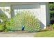 A stunning peacock displays its vibrant plumage in the front yard of this inviting property at 2047 Indigo Dr, Clearwater, FL 33763