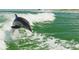 View of a beautiful dolphin playing in the waves off the coast at 12924 Gulf Blvd # 310, Madeira Beach, FL 33708
