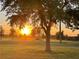 Scenic landscape featuring a golden sunset shining through the branches of a large, mature tree at 14807 Capps Estates Ln, Wimauma, FL 33598