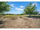 A lush landscape surrounded by trees under a bright sky at 4615 Keene Rd, Plant City, FL 33565