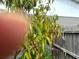 View of foliage in the home's yard at 1312 Foxboro Dr., Brandon, FL 33511