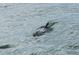 Dolphin swimming in the bay at 9 Forbes Pl # 504, Dunedin, FL 34698