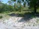 Unimproved land featuring mature trees and native grasses, ready for building a custom home at 11309 Tulane St, New Port Richey, FL 34654