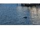 Scenic view of a dolphin swimming in the water by the property at 459 Bahia Beach Blvd, Ruskin, FL 33570