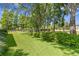 Large, well-maintained backyard with green grass and mature trees providing shade and privacy at 1203 Parrilla De Avila, Tampa, FL 33613