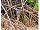 Close-up of a green heron perched among mangrove branches at 7872 Sailboat Key S Blvd # 404, South Pasadena, FL 33707