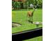 Backyard view showing a deer in a lush, green space at 12024 Stone Crossing Cir, Tampa, FL 33635