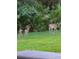 Backyard view showing deer and fawns grazing in a lush, green space at 12024 Stone Crossing Cir, Tampa, FL 33635