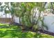 Lush backyard featuring a well-manicured lawn, mature palm trees, and a white fence for added privacy at 340 81St Ave, St Pete Beach, FL 33706