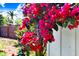 Profusion of hot pink bougainvillea cascading along a fence at 6154 36Th N Ave, St Petersburg, FL 33710