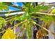 Close-up of a vibrant papaya tree with developing fruits at 6154 36Th N Ave, St Petersburg, FL 33710
