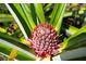A pineapple bud in the garden, surrounded by vibrant green leaves at 6154 36Th N Ave, St Petersburg, FL 33710