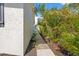 A walkway along the side of the house is lined with lush, tropical foliage at 7134 2Nd N St, St Petersburg, FL 33702