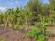 Lush landscaping featuring banana trees, and leafy shrubbery, creating a tropical garden feel at 24549 Nova Ln, Punta Gorda, FL 33980