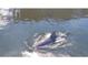 Image of a dolphin swimming in the water, captured in the bay. Great wildlife views from home at 3 Paradise Ln, Treasure Island, FL 33706