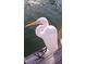 Close-up of a serene egret perched on a wooden dock overlooking the water in a quiet harbor setting at 253 Rex Pl # B, Madeira Beach, FL 33708