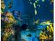 Vibrant marine life in the large aquarium, showcasing colorful fish and coral reef ecosystems at 5500 Gulf Blvd # 4228, St Pete Beach, FL 33706