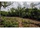 Tranquil backyard with lush foliage, ferns, and ample natural beauty at 2997 Eagle Estates E Cir, Clearwater, FL 33761