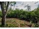 View of wooded yard filled with ferns and native plants under a partially cloudy sky at 2997 Eagle Estates E Cir, Clearwater, FL 33761