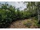 Picture of backyard foliage and trees at 2997 Eagle Estates E Cir, Clearwater, FL 33761