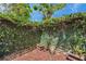 Secluded backyard corner with lush green vines and potted plants, offering a private outdoor space at 4733 W Vasconia St, Tampa, FL 33629