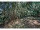 Green backyard with bamboo and tall trees creating a peaceful and shaded natural setting at 20 Willowwood Ln, Oldsmar, FL 34677