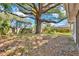 Large backyard with a mature tree providing shade at 129 Nw Lincoln N Cir, St Petersburg, FL 33702