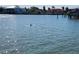 Beautiful waterfront view with a dolphin swimming in the foreground and houses in the distance at 179 Bath Club N Blvd, North Redington Beach, FL 33708