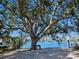 Scenic water view with a mature tree, bench, and lush landscaping by the water at 126 119Th Ave, Treasure Island, FL 33706