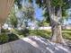 Private backyard featuring a large tree, mature landscaping, white fencing, and a stone patio at 1535 Nursery Rd # 107, Clearwater, FL 33756