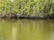 A cormorant bird stands out on a pond with lush plants and reflections at 9100 Dr Martin Luther King Jr N St # 314, St Petersburg, FL 33702