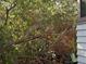 Lush backyard featuring dense trees and a glimpse of the home's exterior at 2451 Quincy S St, St Petersburg, FL 33711