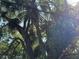 Beautiful trees showcasing sunny Florida landscapes at 2451 Quincy S St, St Petersburg, FL 33711