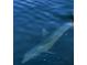 Image of a dolphin swimming in the water at 5129 Se Salmon Se Dr # A, St Petersburg, FL 33705