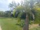 Lush backyard featuring a variety of palms and vibrant green lawn at 14115 Harborwood Dr, Largo, FL 33774