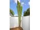Tall cactus plant against a white privacy fence with blue skies overhead at 2004 Chickwood Ct, Tampa, FL 33618