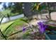 Eye-level shot of delicate purple flower with its thin green foliage, outdoors at 2004 Chickwood Ct, Tampa, FL 33618