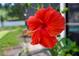 Close-up of vibrant red hibiscus, showcasing its delicate petals and golden stamen at 2004 Chickwood Ct, Tampa, FL 33618