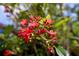 Up-close shot of vibrant red Jatropha flowers in a lush, green setting at 2004 Chickwood Ct, Tampa, FL 33618