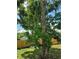 Landscaped backyard featuring large shade trees and a wood fence at 1125 Engman St, Clearwater, FL 33755