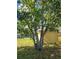 Well maintained yard with mature trees and a wooden fence at 1125 Engman St, Clearwater, FL 33755