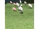 A beautiful yard with various birds roaming on the green grass at 220 Belleview Blvd # 104, Belleair, FL 33756