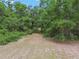 A serene view of wooded acreage filled with mature trees offering privacy and natural beauty at 7606 Four Pines Rd, Plant City, FL 33565
