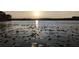 Sunset view over the lake, reflecting sunlight on calm water dotted with lily pads and surrounded by a dark treeline at 18906 Crescent Rd, Odessa, FL 33556