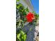 A close-up exterior view shows a bright red Hibiscus bush with white stucco walls and decorative gravel landscaping at 2113 E Del Webb Blvd, Sun City Center, FL 33573