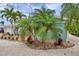 This beautifully landscaped yard features tropical plants and light colored gravel around the perimeter of the home at 504 69Th St, Holmes Beach, FL 34217