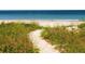 Sandy path leads to the beach, surrounded by lush vegetation and grasses at 1460 Gulf Blvd # 509, Clearwater Beach, FL 33767